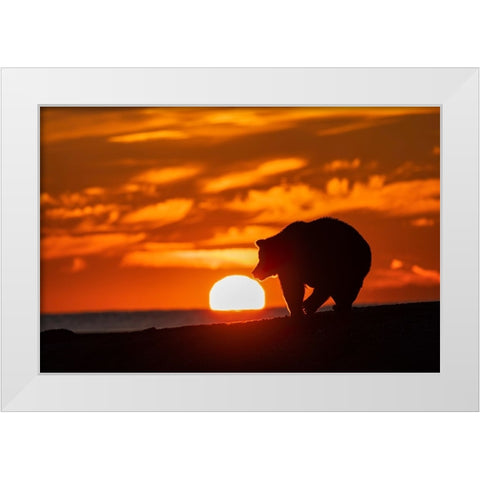 Adult grizzly bear silhouetted on beach at sunrise-Lake Clark National Park and Preserve White Modern Wood Framed Art Print by Jones, Adam