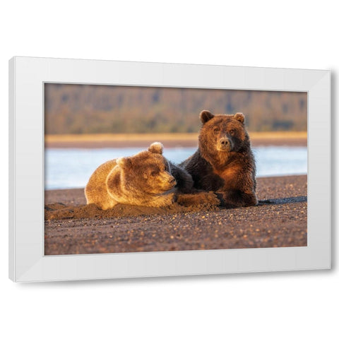 Adult female grizzly bear and cub sleeping on beach at sunrise-Lake Clark National Park and Preserve White Modern Wood Framed Art Print by Jones, Adam