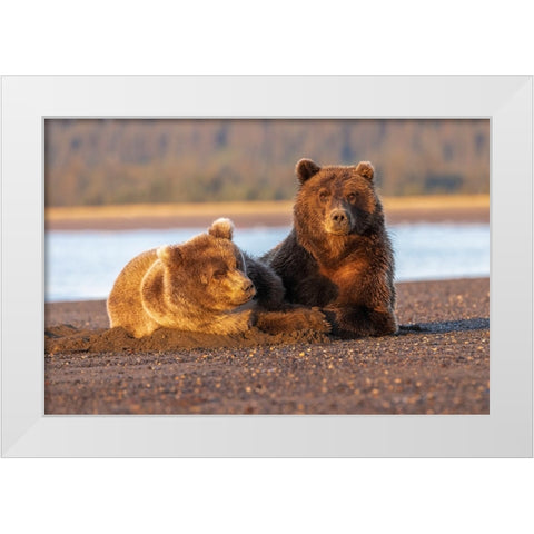 Adult female grizzly bear and cub sleeping on beach at sunrise-Lake Clark National Park and Preserve White Modern Wood Framed Art Print by Jones, Adam