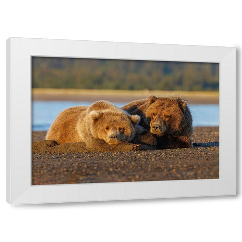 Adult female grizzly bear and cub sleeping on beach at sunrise-Lake Clark National Park and Preserve White Modern Wood Framed Art Print by Jones, Adam