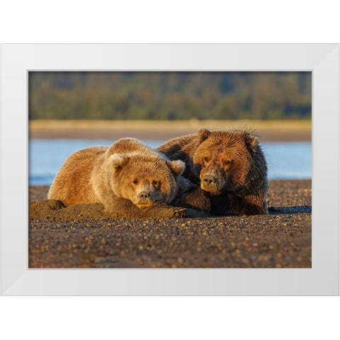 Adult female grizzly bear and cub sleeping on beach at sunrise-Lake Clark National Park and Preserve White Modern Wood Framed Art Print by Jones, Adam