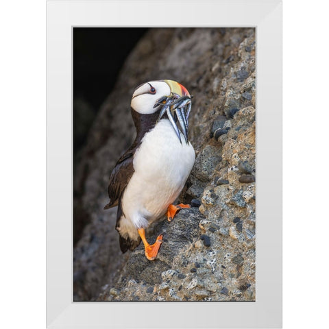 Horned puffin with needle fish in beak-Bird Island-Lake Clark National Park and Preserve-Alaska White Modern Wood Framed Art Print by Jones, Adam
