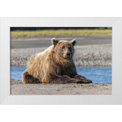 Grizzly bear resting on shoreline-Lake Clark National Park and Preserve-Alaska-Silver Salmon Creek White Modern Wood Framed Art Print by Jones, Adam