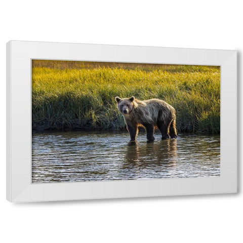 Grizzly bear cub crossing grassy meadow-Lake Clark National Park and Preserve-Alaska White Modern Wood Framed Art Print by Jones, Adam