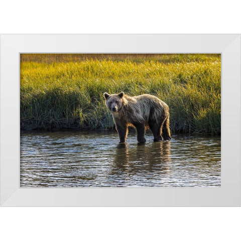Grizzly bear cub crossing grassy meadow-Lake Clark National Park and Preserve-Alaska White Modern Wood Framed Art Print by Jones, Adam