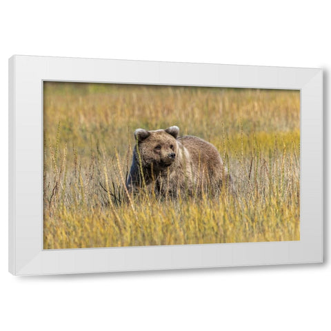 Grizzly bear cub crossing grassy meadow-Lake Clark National Park and Preserve-Alaska-Silver White Modern Wood Framed Art Print by Jones, Adam