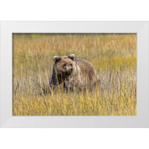Grizzly bear cub crossing grassy meadow-Lake Clark National Park and Preserve-Alaska-Silver White Modern Wood Framed Art Print by Jones, Adam