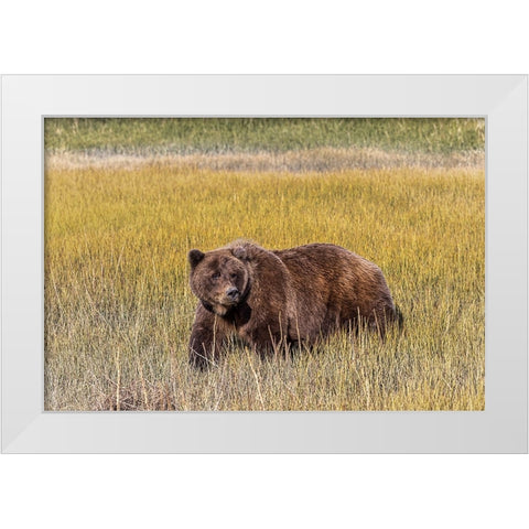 Adult female grizzly bear crossing grassy meadow-Lake Clark National Park and Preserve-Alaska White Modern Wood Framed Art Print by Jones, Adam
