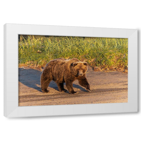 Adult grizzly bear on shoreline at sunrise-Lake Clark National Park and Preserve-Alaska White Modern Wood Framed Art Print by Jones, Adam