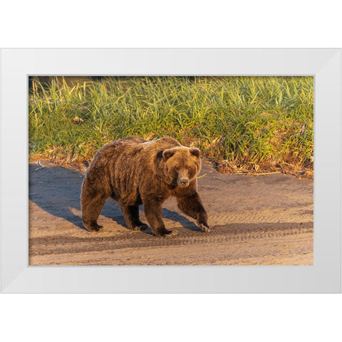 Adult grizzly bear on shoreline at sunrise-Lake Clark National Park and Preserve-Alaska White Modern Wood Framed Art Print by Jones, Adam