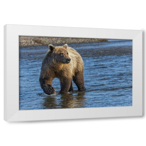 Adult grizzly bear chasing fish-Lake Clark National Park and Preserve-Alaska-Silver Salmon Creek White Modern Wood Framed Art Print by Jones, Adam