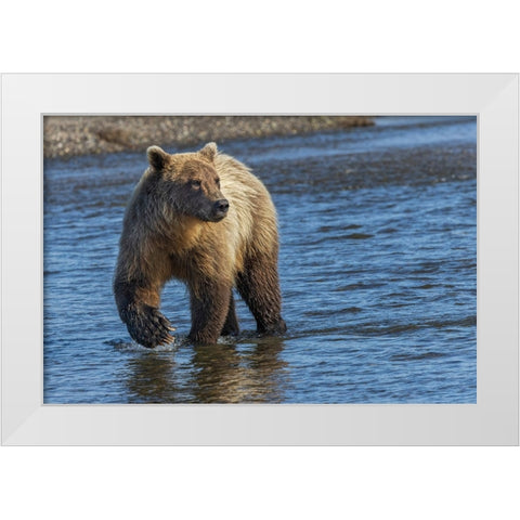 Adult grizzly bear chasing fish-Lake Clark National Park and Preserve-Alaska-Silver Salmon Creek White Modern Wood Framed Art Print by Jones, Adam