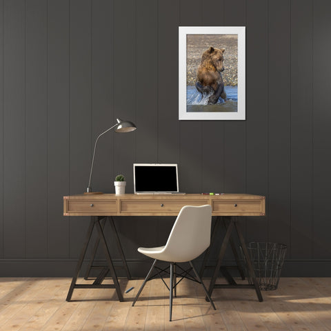 Adult grizzly bear chasing fish-Lake Clark National Park and Preserve-Alaska-Silver Salmon Creek White Modern Wood Framed Art Print by Jones, Adam
