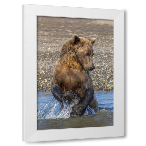 Adult grizzly bear chasing fish-Lake Clark National Park and Preserve-Alaska-Silver Salmon Creek White Modern Wood Framed Art Print by Jones, Adam