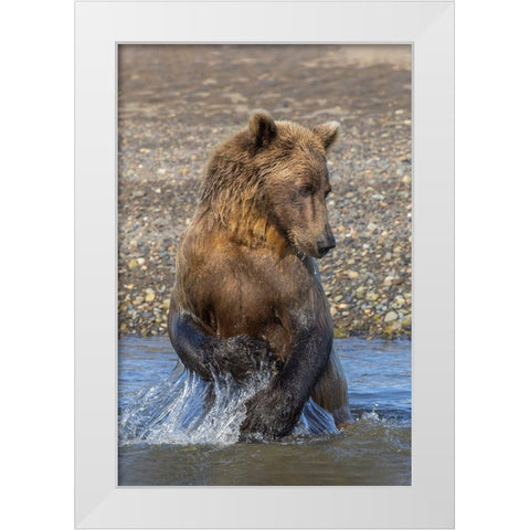 Adult grizzly bear chasing fish-Lake Clark National Park and Preserve-Alaska-Silver Salmon Creek White Modern Wood Framed Art Print by Jones, Adam