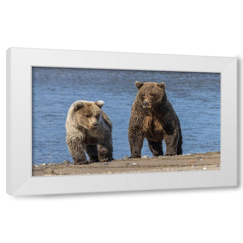 Grizzly bear cub and adult female-Lake Clark National Park and Preserve-Alaska-Silver Salmon Creek White Modern Wood Framed Art Print by Jones, Adam
