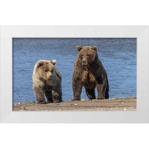 Grizzly bear cub and adult female-Lake Clark National Park and Preserve-Alaska-Silver Salmon Creek White Modern Wood Framed Art Print by Jones, Adam