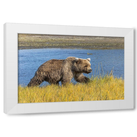 Grizzly bear-Lake Clark National Park and Preserve-Alaska-Silver Salmon Creek White Modern Wood Framed Art Print by Jones, Adam