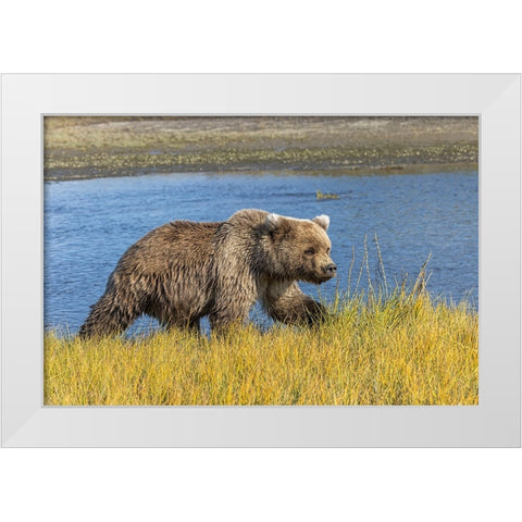 Grizzly bear-Lake Clark National Park and Preserve-Alaska-Silver Salmon Creek White Modern Wood Framed Art Print by Jones, Adam