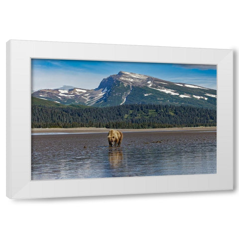 Adult female grizzly bear clamming-Lake Clark National Park and Preserve-Alaska White Modern Wood Framed Art Print by Jones, Adam