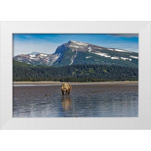 Adult female grizzly bear clamming-Lake Clark National Park and Preserve-Alaska White Modern Wood Framed Art Print by Jones, Adam