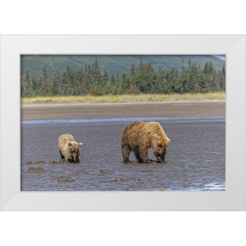 Adult female grizzly bear and cub clamming-Lake Clark National Park and Preserve-Alaska White Modern Wood Framed Art Print by Jones, Adam