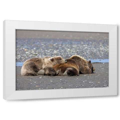 Female grizzly bear with second year cub sleeping on her back-Lake Clark National Park White Modern Wood Framed Art Print by Jones, Adam