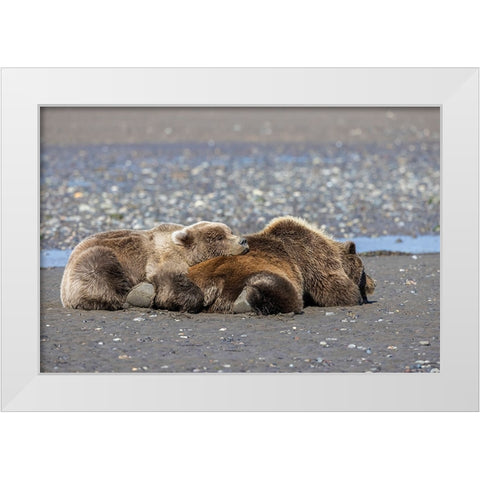 Female grizzly bear with second year cub sleeping on her back-Lake Clark National Park White Modern Wood Framed Art Print by Jones, Adam