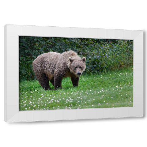 Grizzly bear-Lake Clark National Park and Preserve-Alaska White Modern Wood Framed Art Print by Jones, Adam