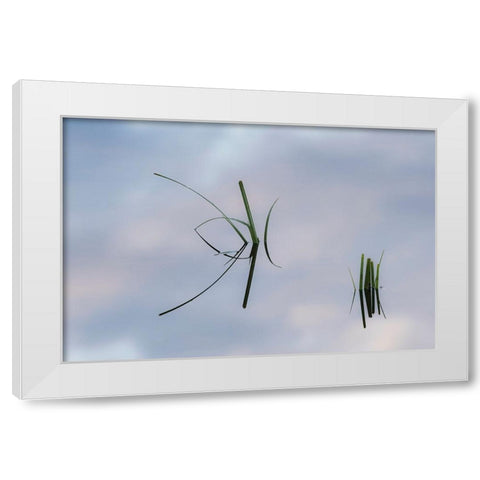 Grass stems and sky reflecting on pond surface-Lake Clark National Park and Preserve-Alaska White Modern Wood Framed Art Print by Jones, Adam