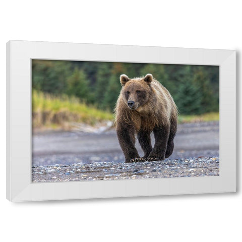 Grizzly bear-Lake Clark National Park and Preserve-Alaska White Modern Wood Framed Art Print by Jones, Adam