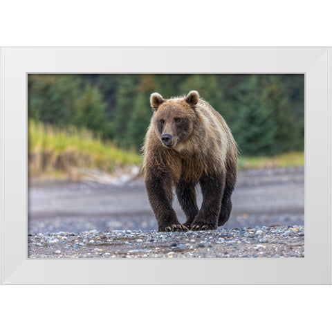 Grizzly bear-Lake Clark National Park and Preserve-Alaska White Modern Wood Framed Art Print by Jones, Adam