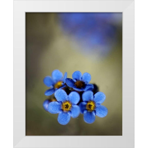 AK, Arctic NWR, Alpine forget-me-not flowers White Modern Wood Framed Art Print by Kirkland, Dennis
