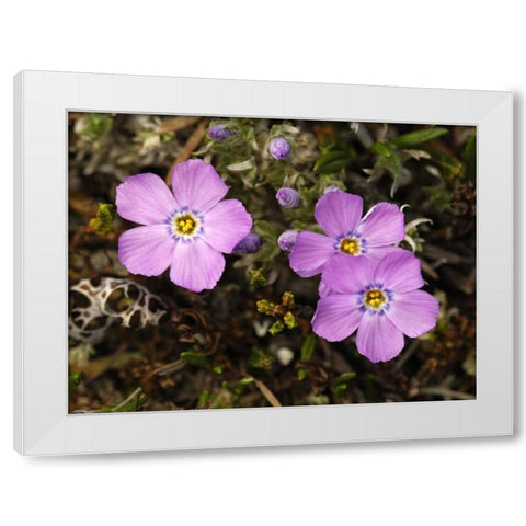 AK, Arctic NWR, Siberian flox flowers White Modern Wood Framed Art Print by Kirkland, Dennis