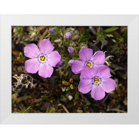 AK, Arctic NWR, Siberian flox flowers White Modern Wood Framed Art Print by Kirkland, Dennis