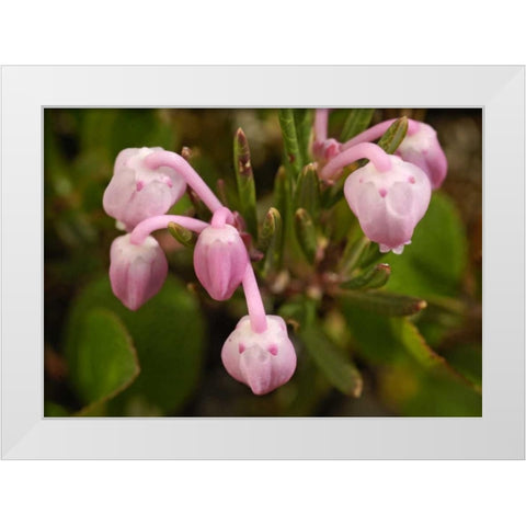 AK, Arctic NWR, Bog rosemary flowers White Modern Wood Framed Art Print by Kirkland, Dennis