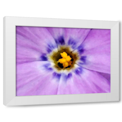 AK, Artic NWR, Abstract Siberian flox flower White Modern Wood Framed Art Print by Kirkland, Dennis
