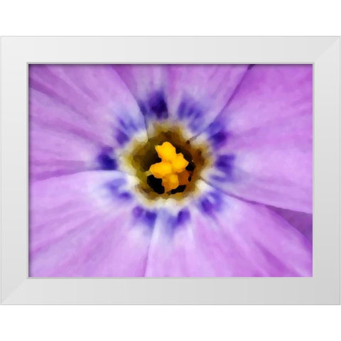 AK, Artic NWR, Abstract Siberian flox flower White Modern Wood Framed Art Print by Kirkland, Dennis