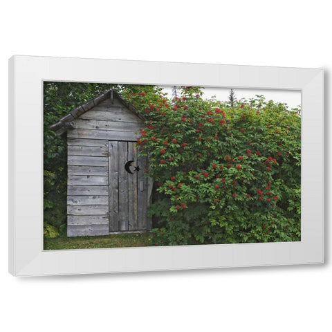 AK, Homer An outhouse with elderberries White Modern Wood Framed Art Print by Flaherty, Dennis