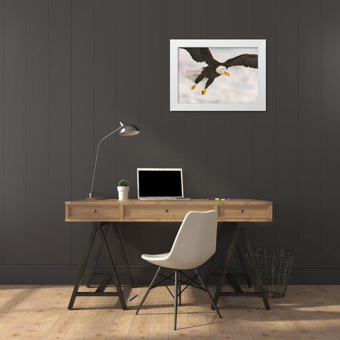 USA, Alaska, Homer Bald eagle in landing posture White Modern Wood Framed Art Print by Morris, Arthur
