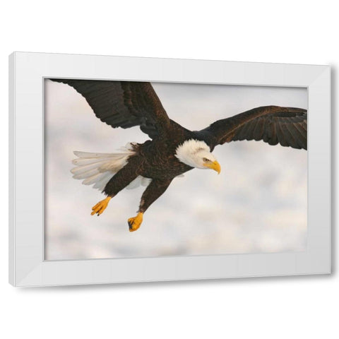USA, Alaska, Homer Bald eagle in landing posture White Modern Wood Framed Art Print by Morris, Arthur
