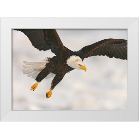 USA, Alaska, Homer Bald eagle in landing posture White Modern Wood Framed Art Print by Morris, Arthur