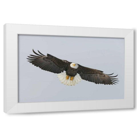 Alaska, Homer Bald eagle flying White Modern Wood Framed Art Print by Morris, Arthur