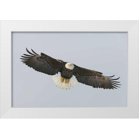 Alaska, Homer Bald eagle flying White Modern Wood Framed Art Print by Morris, Arthur