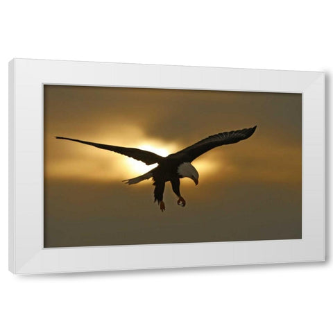 AK, Homer Bald eagle in preparing to land White Modern Wood Framed Art Print by Morris, Arthur