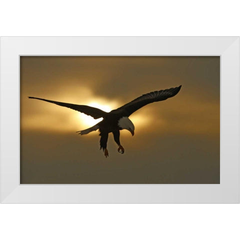 AK, Homer Bald eagle in preparing to land White Modern Wood Framed Art Print by Morris, Arthur