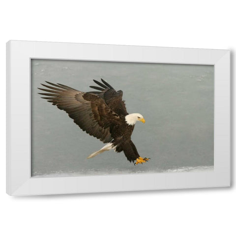 USA, Alaska, Homer Bald eagle in landing posture White Modern Wood Framed Art Print by Morris, Arthur