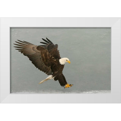 USA, Alaska, Homer Bald eagle in landing posture White Modern Wood Framed Art Print by Morris, Arthur