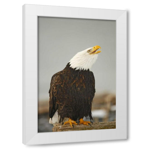 Alaska, Homer Bald eagle sitting on log calling White Modern Wood Framed Art Print by Morris, Arthur