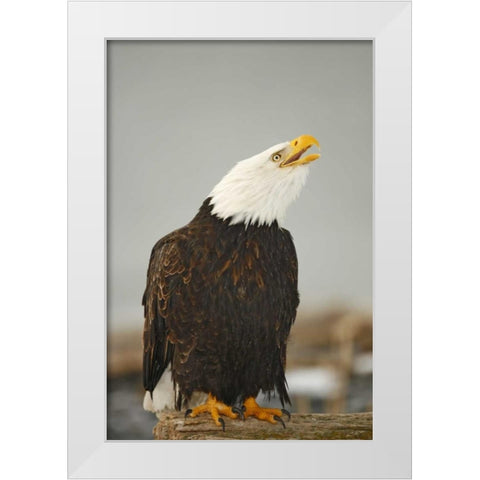 Alaska, Homer Bald eagle sitting on log calling White Modern Wood Framed Art Print by Morris, Arthur